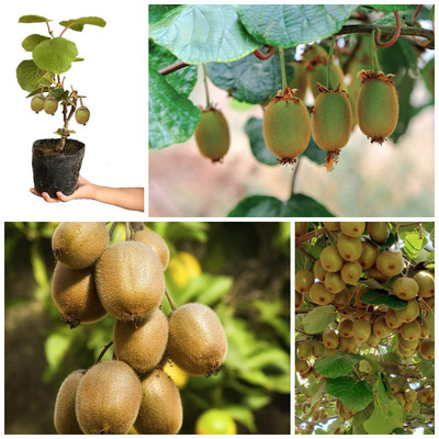 Cloud Farm Kiwi Plant(Hybrid, Pack of 1)