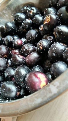 MAITRA AND SONS Jamun Plant(Hybrid, Pack of 1)