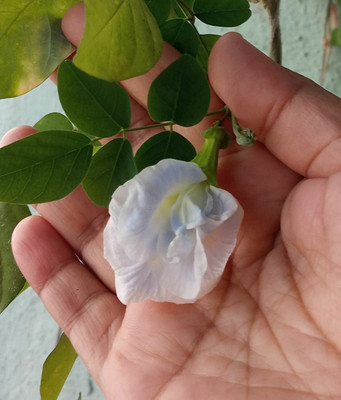 BALUBITA Aparajita/ Butterfly Pea Plant(Hybrid, Pack of 1)