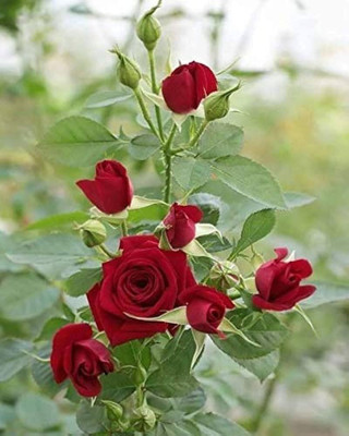 UNIQUETREE Rose Plant(Hybrid, Pack of 1)