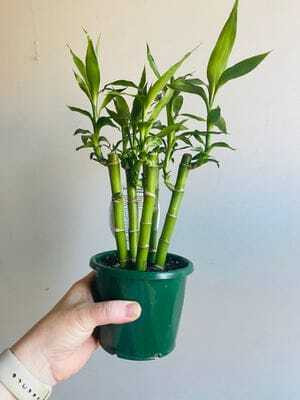 ARYAN EVERGREEN Two Layer Bamboo Plant(Hybrid, Pack of 1)