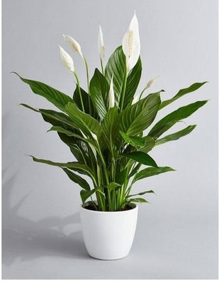 GLOBQRO Peace Lily Plant(Hybrid, Pack of 1)