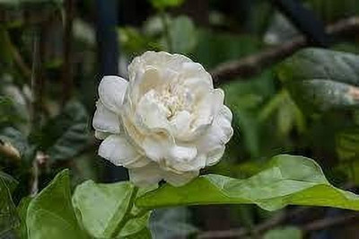 Bakuchi Jasmine Plant(Hybrid, Pack of 1)