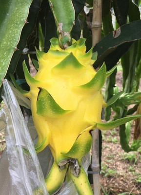 SHREYAGREEN Dragon Tree(Hybrid, Pack of 1)