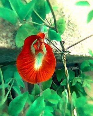 ARYAN EVERGREEN Aparajita/ Butterfly Pea Plant(Hybrid, Pack of 1)