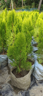 Cloud Farm Sadabahar Plant(Hybrid, Pack of 1)