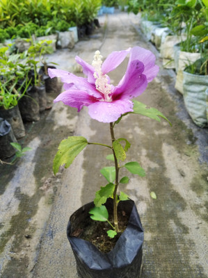 ABC Hibiscus Plant(Hybrid, Pack of 1)