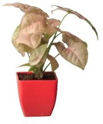 PlantPal Pink Syngonium Plant(Hybrid, Pack of 1)