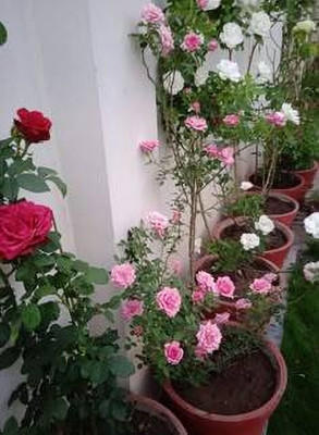 MAITRA AND SONS Rose Plant(Hybrid, Pack of 1)