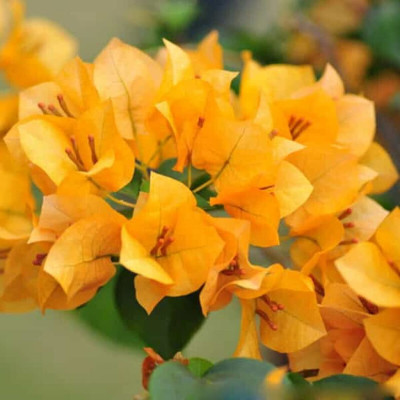 KS TRADERS Baugainvillea Plant(Hybrid, Pack of 1)