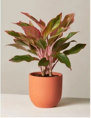 FUEGOASIS Aglaonema Plant, Snow Bush Plant(Hybrid, Pack of 1)