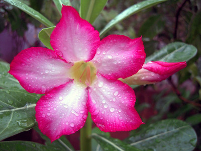 FloraFusion Adenium Plant(Hybrid, Pack of 1)