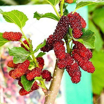 HYBRID Shahtoot/Mulberry Plant(Hybrid, Pack of 1)