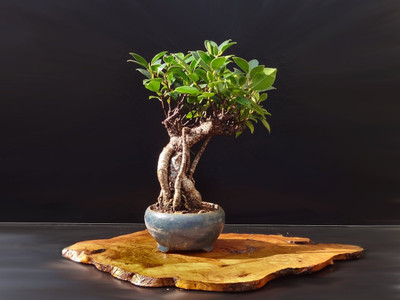 PB REBA PLANTS Ficus Bonsai(Hybrid, Pack of 1)