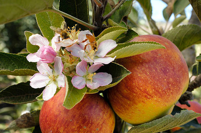 ARYAN EVERGREEN Apple Plant(Hybrid, Pack of 1)