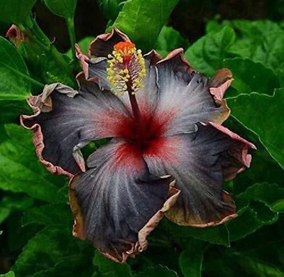 Aquinnah Graden Hibiscus Plant(Hybrid, Pack of 1)