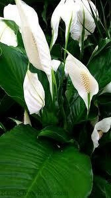 Bakuchi Peace Lily Plant(Hybrid, Pack of 1)
