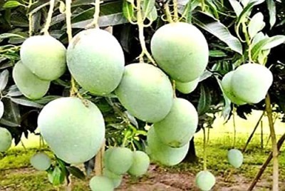 Cloud Farm Mango Plant(Hybrid, Pack of 1)