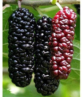 Oxygreenplant Shahtoot/Mulberry Plant(Hybrid, Pack of 1)
