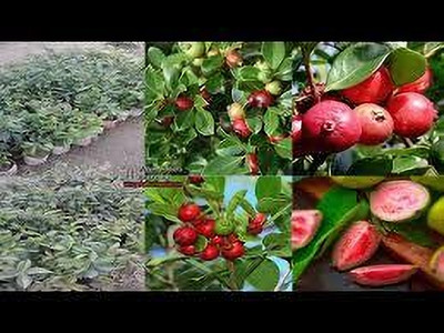 thai strawberry guava Guava Plant(Hybrid, Pack of 1)