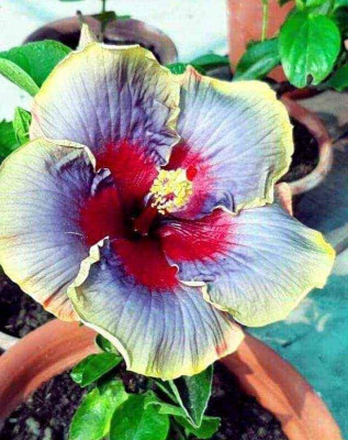 Cloud Farm Hibiscus Plant(Hybrid, Pack of 1)
