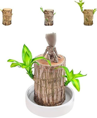Leafyjoy Brazilian Wood(Pack of 1)