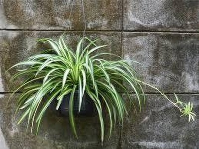 ZOOMGREEN Spider Plant(Hybrid, Pack of 1)