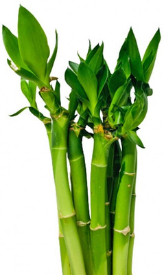 ARYAN EVERGREEN Two Layer Bamboo Plant(Hybrid, Pack of 1)