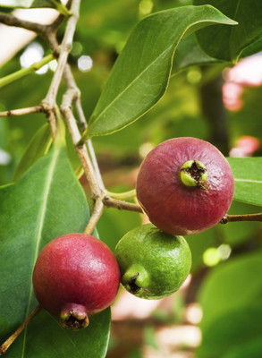 OrganicEarth Guava Plant, Strawberry Plant(Hybrid, Pack of 1)