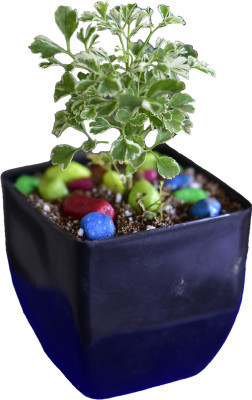 Cloud Farm Aralia Plant(Hybrid, Pack of 1)