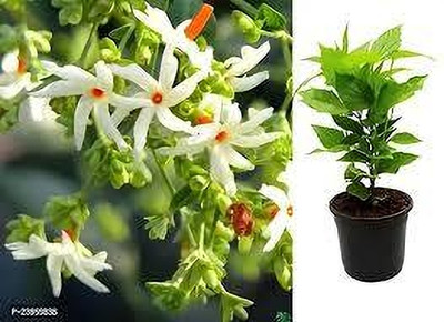 SKDIYA Parijat/Harsingar Plant(Hybrid, Pack of 1)