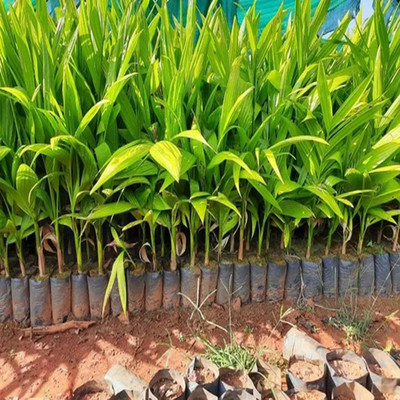 NATURE ECOSPROUT Areca Plam(Hybrid, Pack of 1)