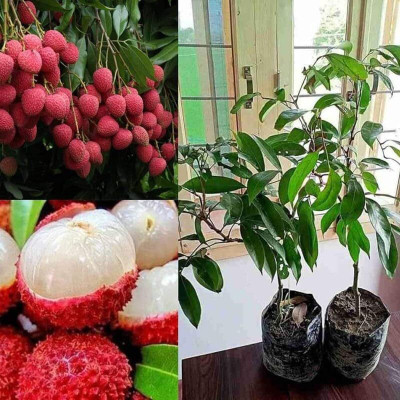 Cloud Farm Litchi Plant(Hybrid, Pack of 1)
