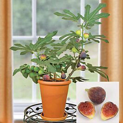 Cloud Farm Gular/Cluster Fig Plant(Hybrid, Pack of 1)