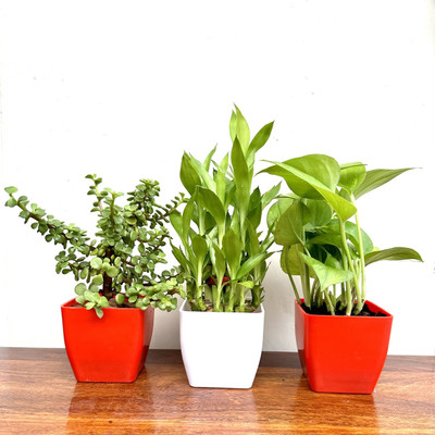 Gabbro Two Layer Bamboo Plant, Jade Plant, Money Plant(Hybrid, Pack of 3)