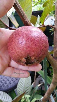 YourPlant Guava Plant(Hybrid, Pack of 1)