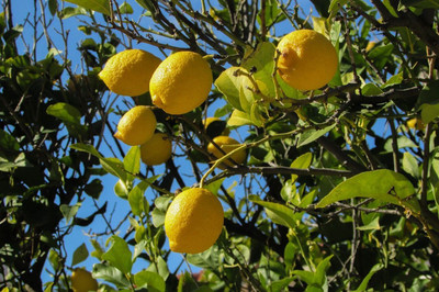 AFARTIOBINA Lemon Plant(Hybrid, Pack of 1)