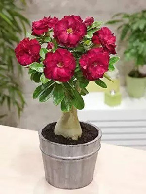 Ukanda Adenium Plant(Hybrid, Pack of 1)