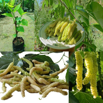 Cloud Farm Shahtoot/Mulberry Plant(Hybrid, Pack of 1)