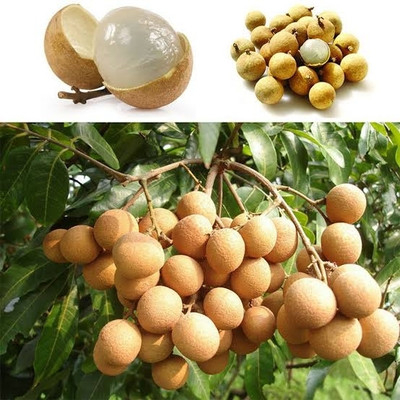OxygenCart Ping Pong Longan Plant(Hybrid, Pack of 1)