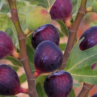 Cloud Farm Gular/Cluster Fig Plant(Hybrid, Pack of 1)