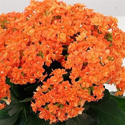 Cloud Farm Kalanchoe Plant(Hybrid, Pack of 1)