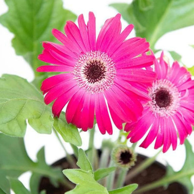 Cloud Farm Gerbera Plant(Hybrid, Pack of 1)