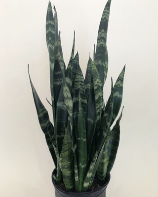Cloud Farm Snake Plant(Hybrid, Pack of 1)