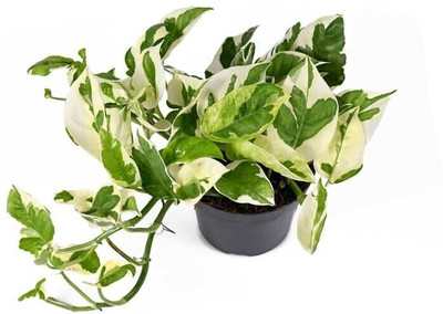 Aquinnah Graden Centella Plant(Hybrid, Pack of 1)
