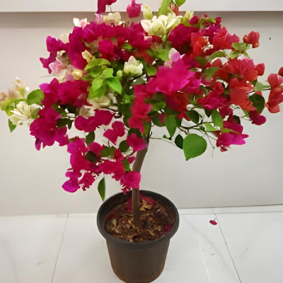 Dream malll Baugainvillea Plant(Hybrid, Pack of 1)