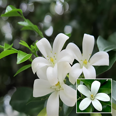 ALOCHUZ Madhu Kamini Plant(Hybrid, Pack of 1)