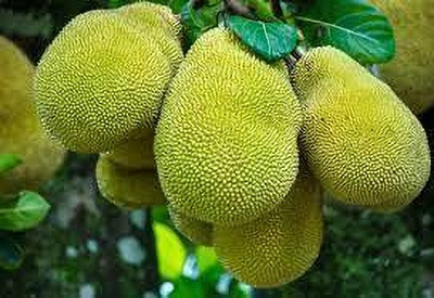AICHPLANTSEED Jackfruit Plant(Hybrid, Pack of 1)