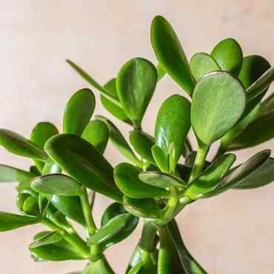 the green dotcom Jade Plant(Hybrid, Pack of 1)