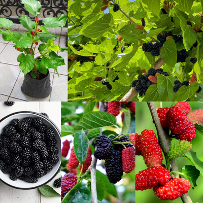 Cloud Farm Shahtoot/Mulberry Plant(Hybrid, Pack of 1)